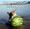 melon.png