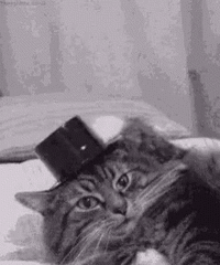 hello-oh-hello.gif