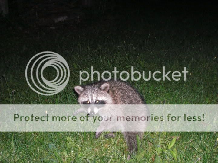 coon.jpg