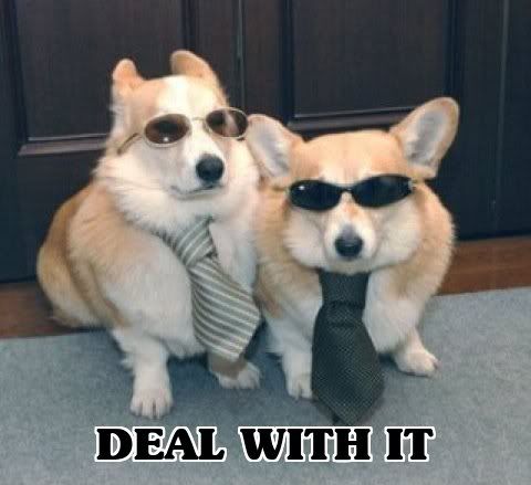 dealwithitcorgis.jpg