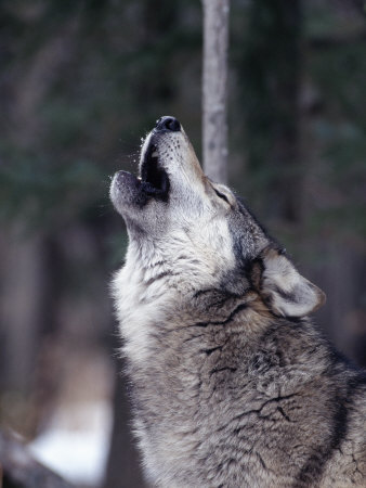 robert-franz-grey-wolf-howling-canis-lupus.jpg