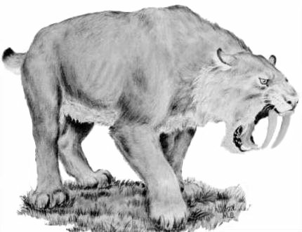 SmilodonWikimedia.jpg